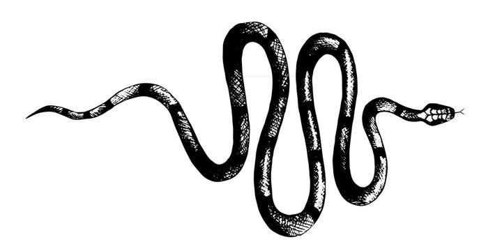 vector  snakes pencil drawing, vintage style graphic black and white, viper, python illustration