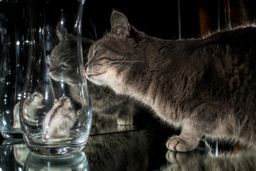 a cat and a hamster