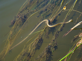 A snake swims in the water. Wildlife pattern. Vigilance concept. River viper background.