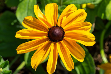 Rudbeckia hirta 'Irish Spring' a yellow herbaceous perennial summer autumn flower plant commonly known as Black Eyed Susan or Coneflower