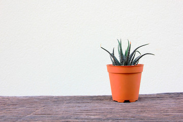 A small cactus in a brown pot.Copy space for background.