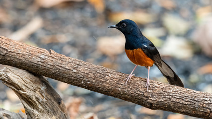 Male White-rumped Shama perching on a perch looking into a distance