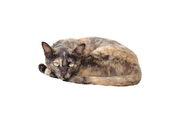 Cat lying on a white background