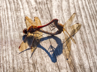 two dragonflies mating on wooden surface