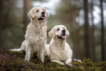 Poster two happy golden retriever dogs posing in the forest together © otsphoto