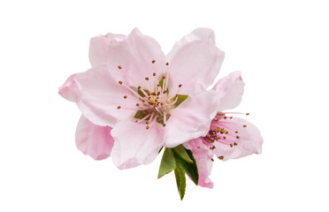 Obraz premium sakura flowers isolated