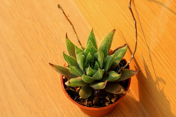 A small cactus in pot and brown wooden background.