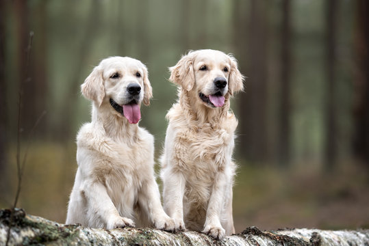 two golden retriever dogs posing on a fallen tree in the forest together