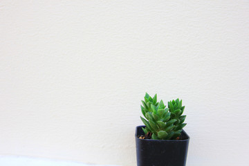 A small cactus in pot and white gray wooden background.