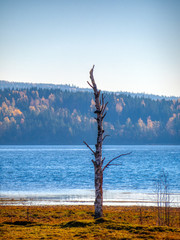 lonely stark tree by lake with blue sky