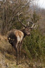 ritratto di cervo nobile europeo (Cervus elaphus) nel bosco