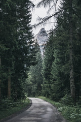 road in the forest