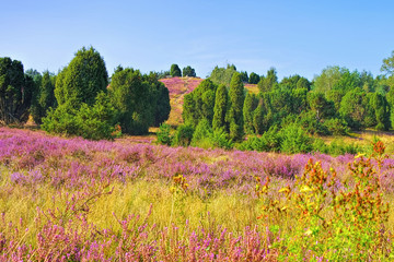 Lüneburger Heide im Herbst bei Wilsede - landscape Lueneburg Heath in autumn