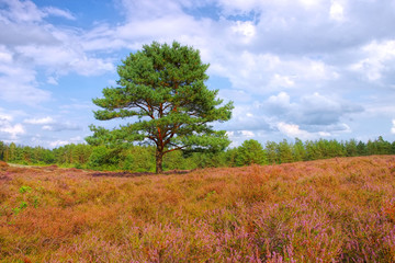Fototapeta na wymiar Lüneburger Heide im Herbst, Bodenteicher Heide - landscape Lueneburg Heath near Bodenteich