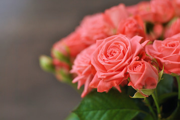 Beautiful misty bubbles roses of coral or peach pink color o n the grey wooden background in the white vase pot with free copy space in the right