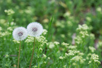 two fluffy dandelion flowers in a meadow