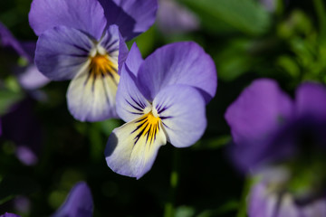 Colorful flowers in bloom