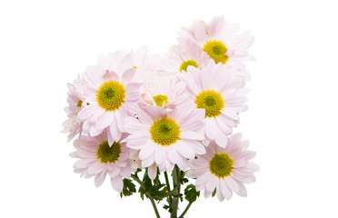 pink chrysanthemum