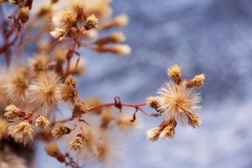beautiful fluffy flowers, closeup view