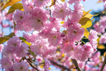 Sakura Blossom Branch at Sunny Spring Day