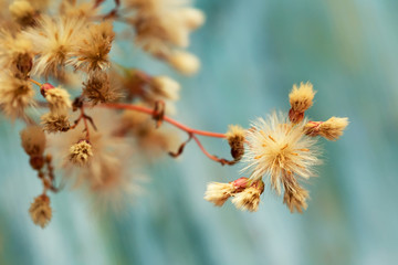 cute soft fluffy flowers, macro shot