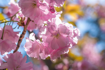 Fototapeta na wymiar Amazing sakura blossom branch on colorful bokeh background
