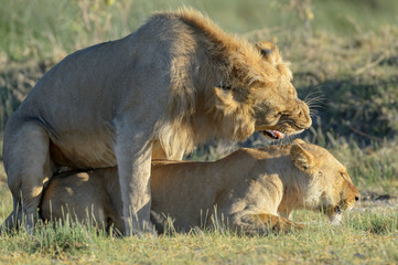 Lion (Panthera leo) pair mating, Ngorongoro conservation area, Tanzania.