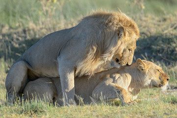 Lion (Panthera leo) pair mating, Ngorongoro conservation area, Tanzania.