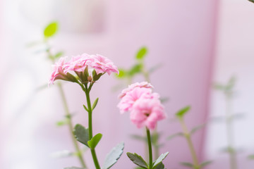 the tiny pink flowers of Kalanchoe. Spring flowers.