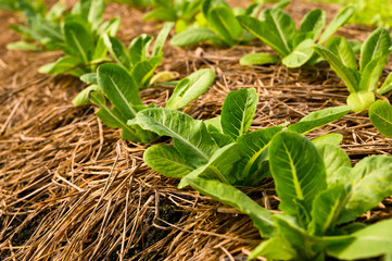 Organic vegetable farm of farmers There are many kinds of vegetables such as Green Oak,  Butterhead, Greencos are totally non-chemical vegetables.