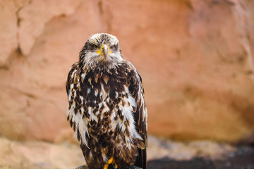 portrait of an eagle seeking its prey