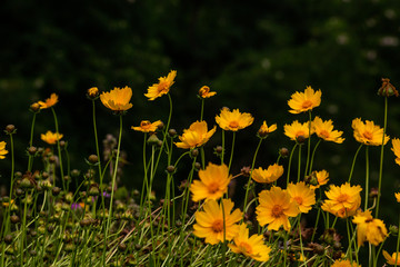  Beautiful colored spring flowers blurred background