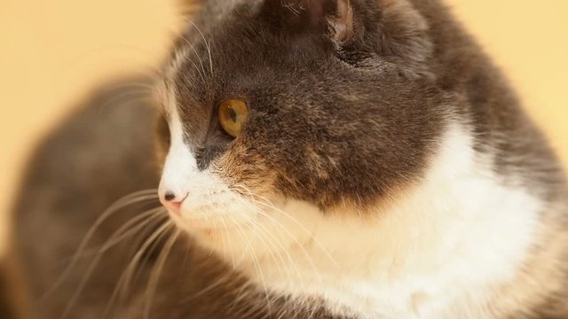 cute plump cat face with a white collar on studio yellow background, serious domestic pet with chubby cheeks
