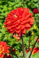 Dahlia 'Taratahi Ruby' a red tuberous herbaceous perennial summer autumn perennial flower plant
