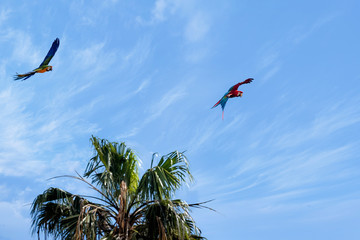 parrots flying in a blue sky