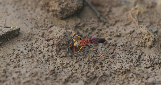 Wasps, black and yellow mud dauber digging through mud