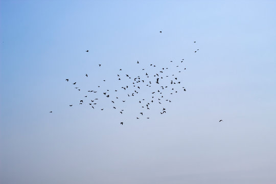 group of flying pigeon against beautiful sky