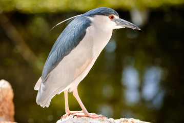 kingfisher watching for prey close up
