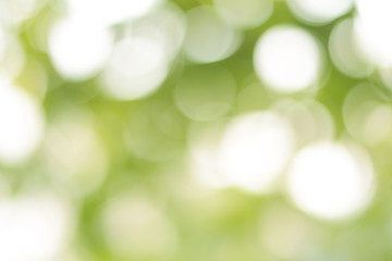 Obraz premium abstract green bokeh background 