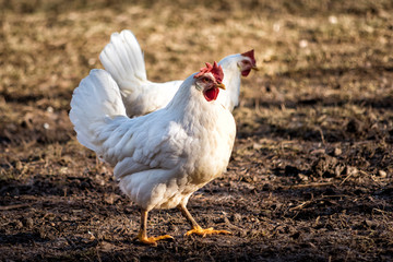 Two Leghorn chicken in a free range farm.