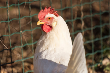 Leghorn chicken close up of the head