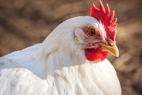 Leghorn chicken face close up