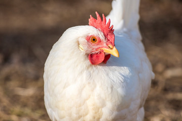 Leghorn chicken head close up