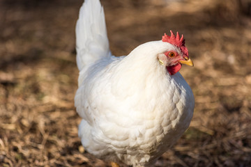 Leghorn chicken close up