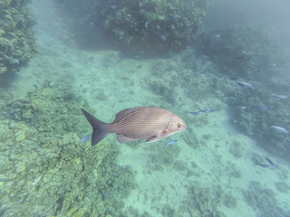 Fototapeta na wymiar Fish in the sea. Underwater shooting in the Red Sea. Beautiful underwater world.