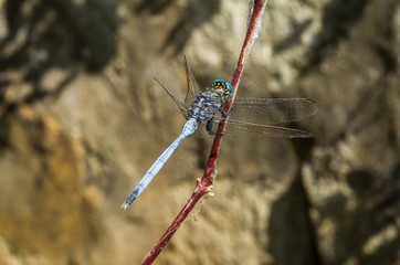 Libellule bleu sur le bord de la Sambirano à Madagascar.