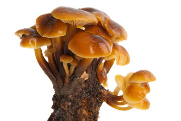 honey mushrooms isolated