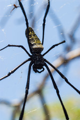 Grosse araignée sur l'île de Mayotte