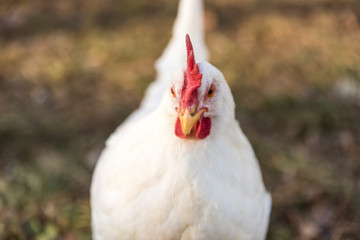 Leghorn chicken head close up