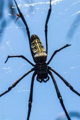 Grosse araignée sur l'île de Mayotte